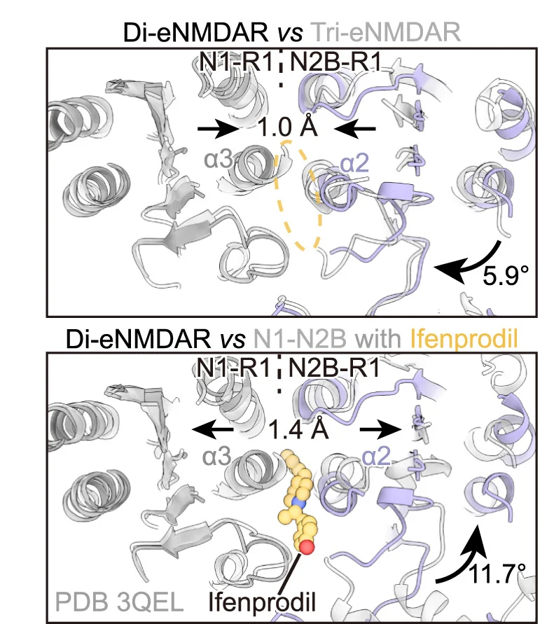 Open access visualization of Protein Structure, GluN1-GluN2B NTD, Heterodimer Interface, GluN1-N2B di-eNMDAR, GluN1-N2A-N2B tri-eNMDAR