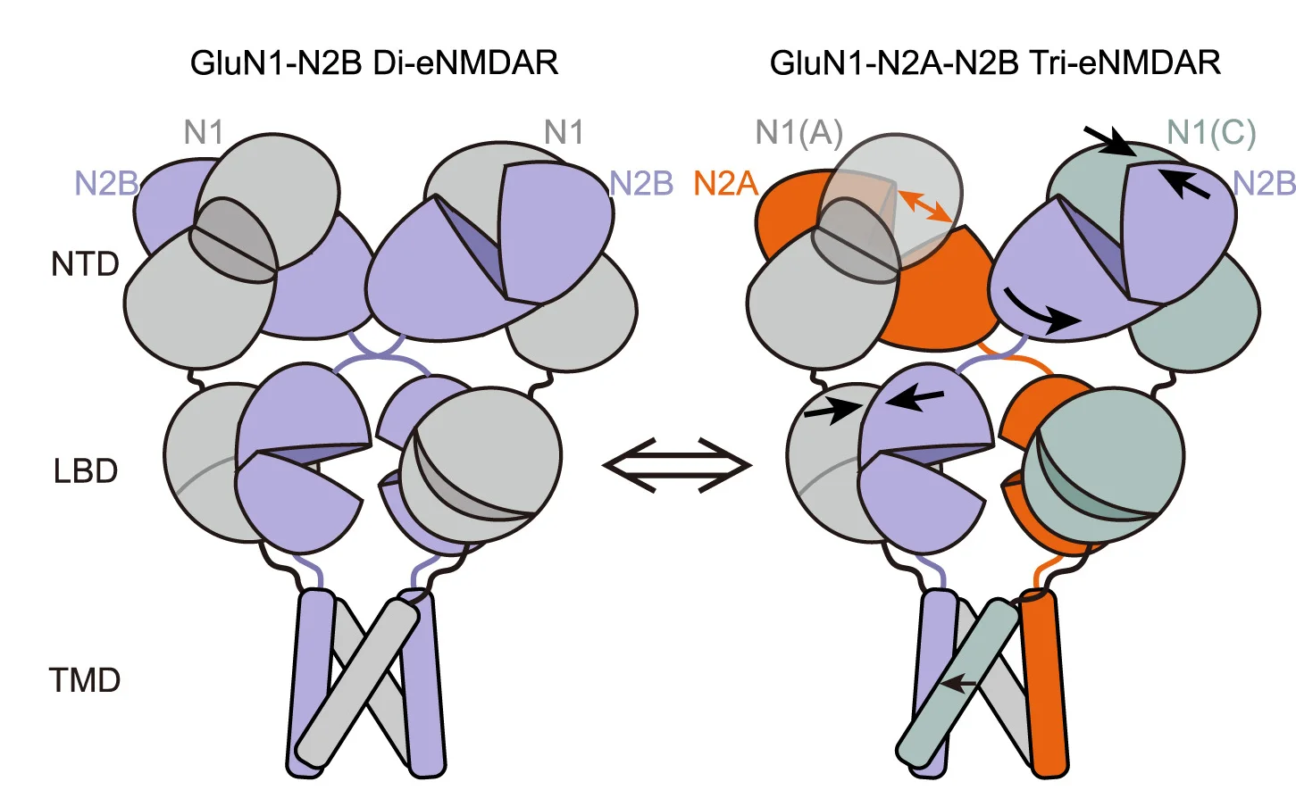 Open access visualization of Chemical Structure, Illustration, Schematic Representation, Conformational Changes, GluN2B Subunit