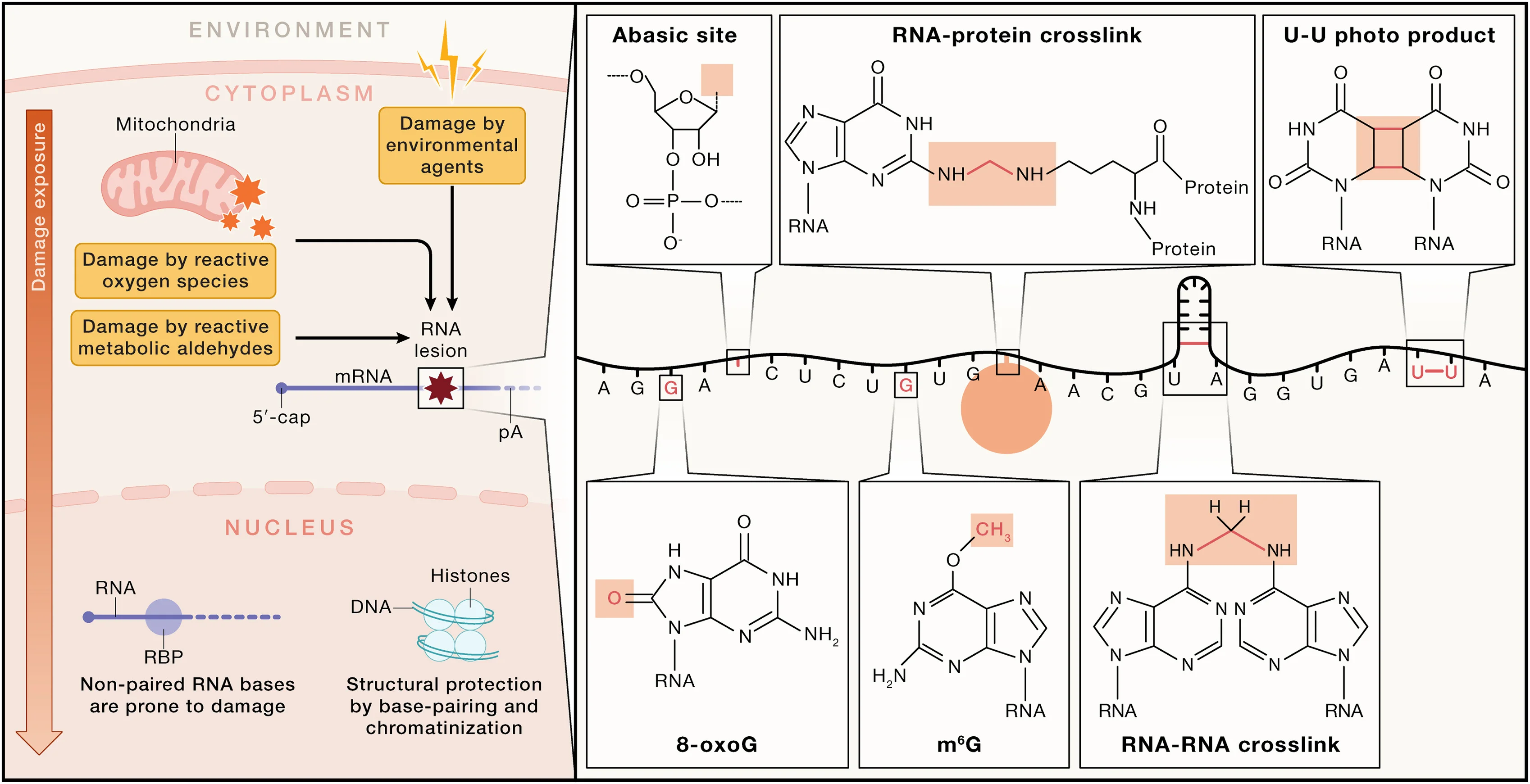 Open access visualization of Workflow, Illustration, Chemical Structure, RNA, DNA
