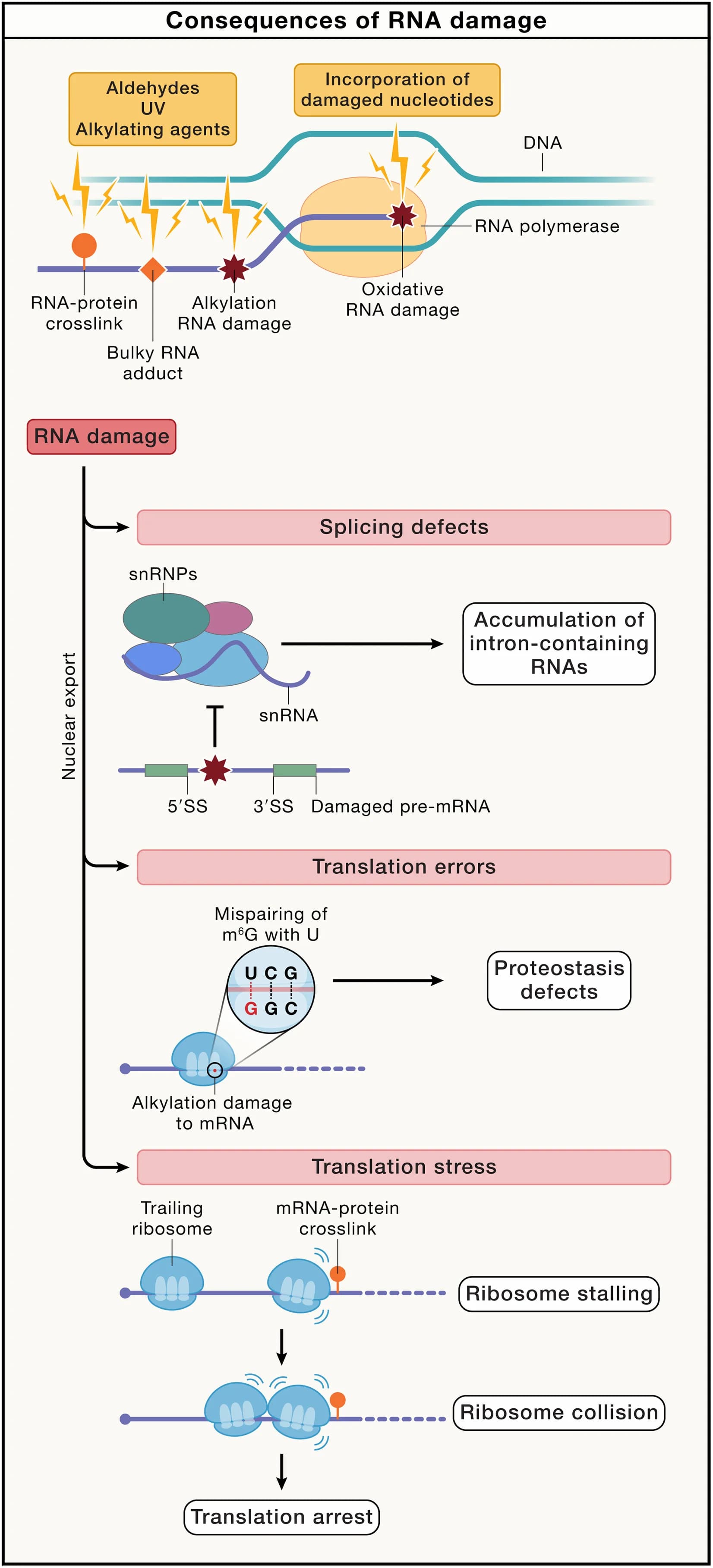 Open access visualization of Workflow, Flowchart, Illustration, RNA Damage, RNA Polymerases