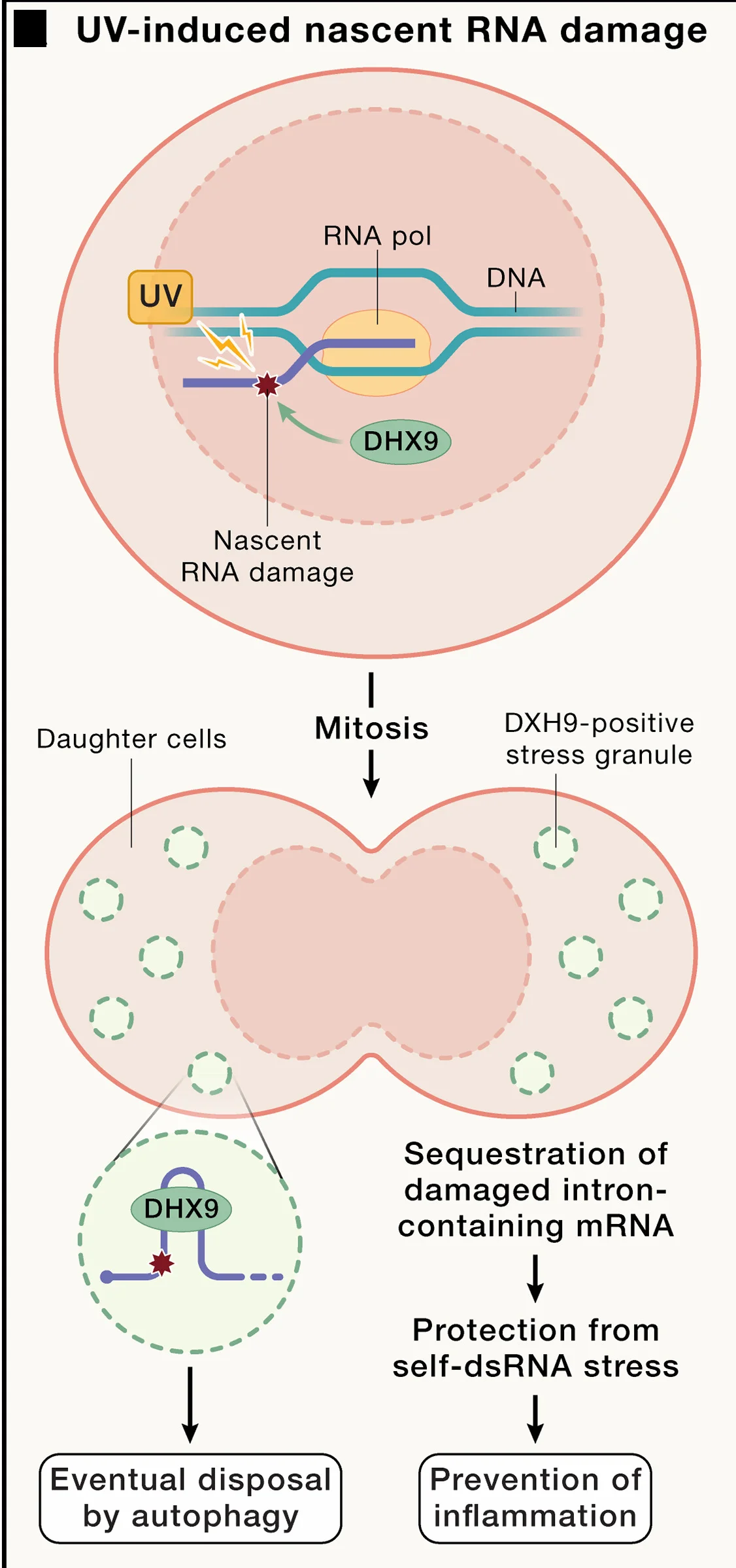 Open access visualization of Workflow, Illustration, UV-Induced RNA Damage, Stress Granules, RNA Sequestration