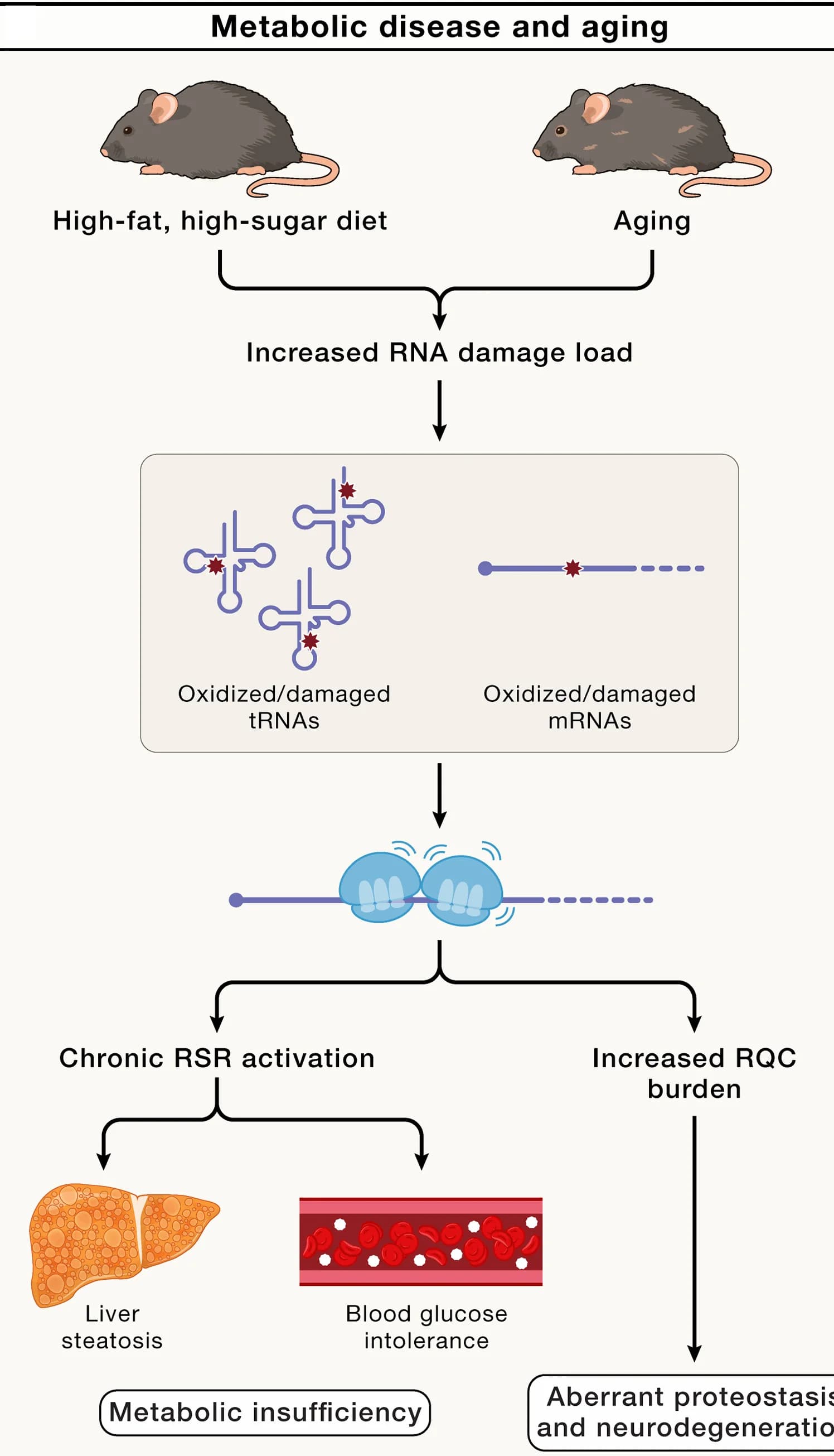 Open access visualization of Workflow, Illustration, RNA Damage, Metabolic Diseases, Aging