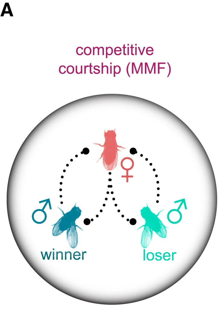 Open access visualization of Illustration, Behavioral Characteristics, Morphological Characteristics, Males, Female