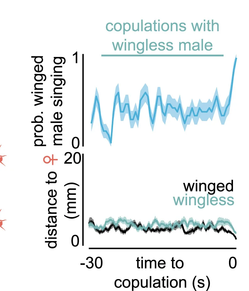 Open access visualization of Line Plot, Error Bars, Winged Male, Singing, Males