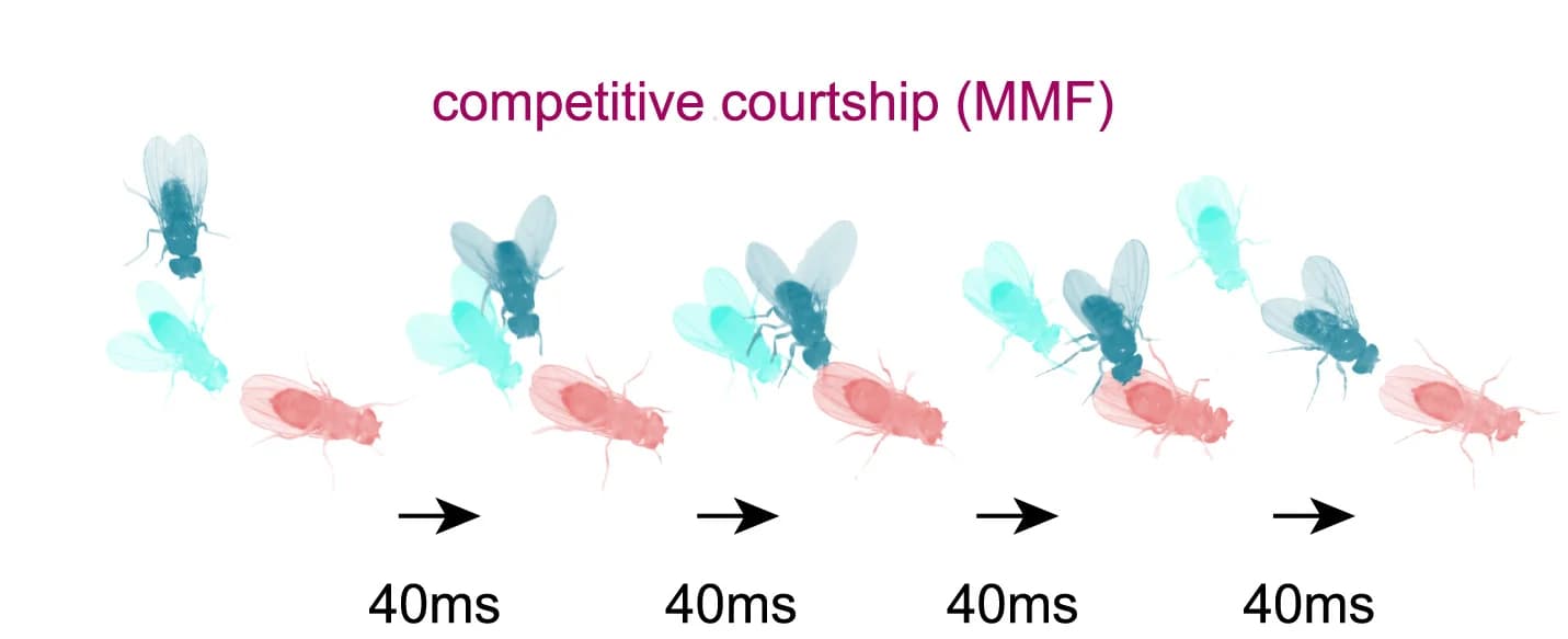 Open access visualization of Illustration, Workflow, Behavioral Sequence, Male Competition, Positioning