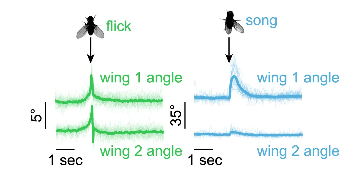 Open access visualization of Line Plot, Wing Angles, Linear Speed, Wing Extensions, Wing Flicks