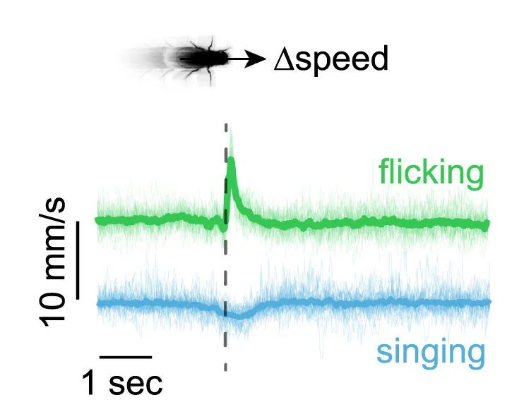 Open access visualization of Line Plot, Error Bars, Wing Angles, Linear Speed, Wing Extensions