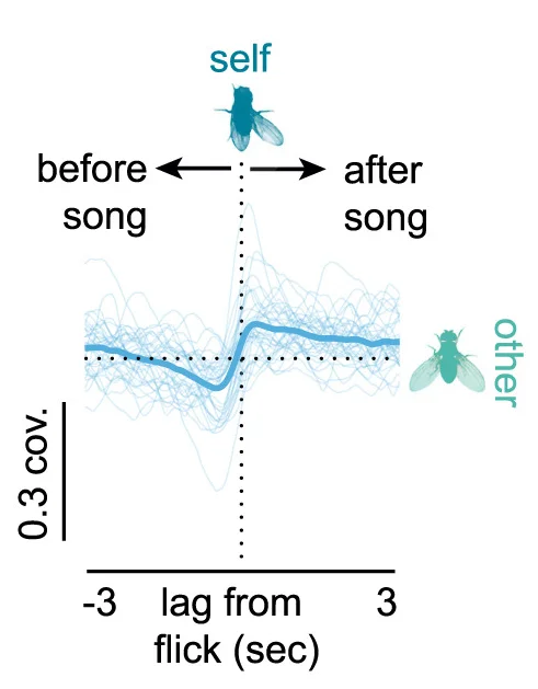 Open access visualization of Line Plot, Cross-covariance, Unilateral Wing Extensions, Wing Flicks, Male