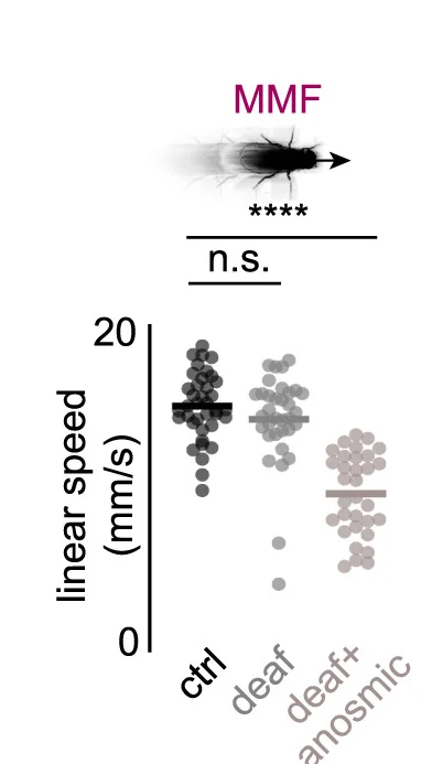 Open access visualization of Scatter Plot, Linear Speed, Male, MMF Assays, Intact