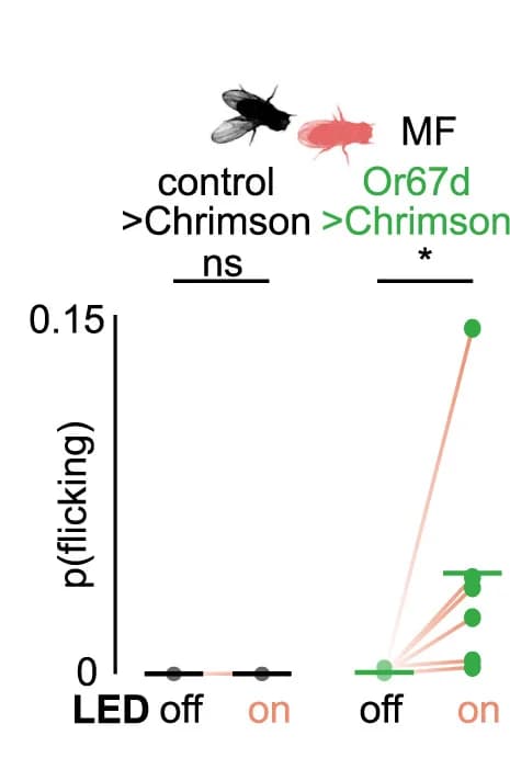 Open access visualization of Scatter Plot, Line Plot, Wing Flicks, LED Illumination, Or67d>CsChrimson