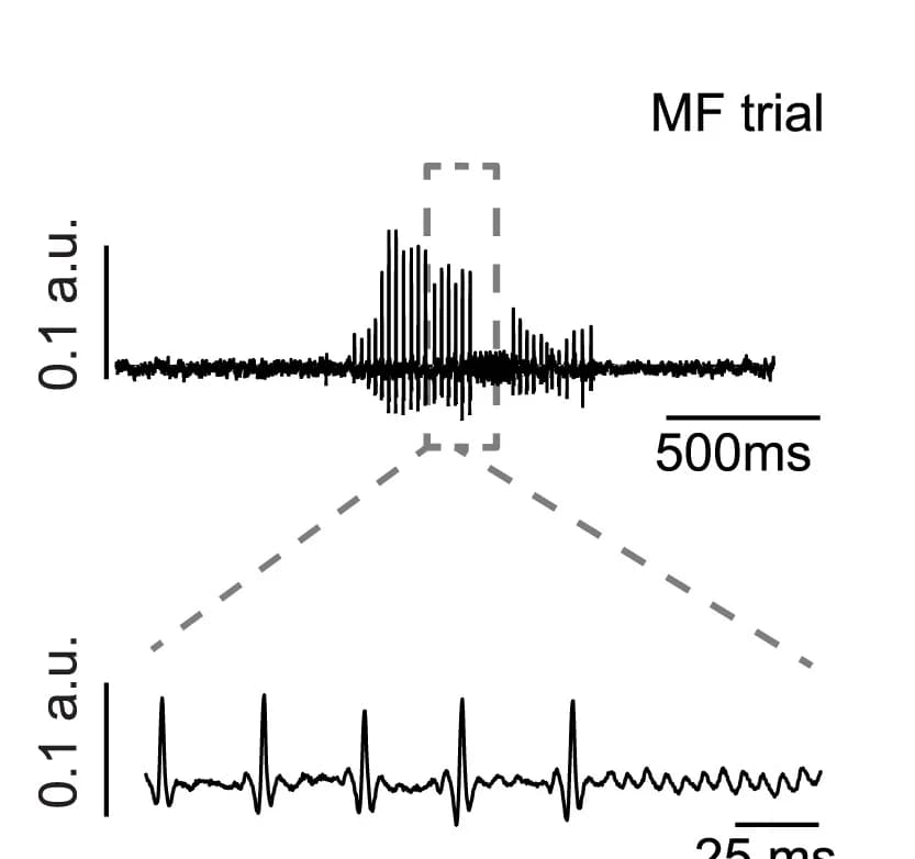 Open access visualization of Line Plot, Acoustic Recording, Male, Optogenetic Activation, Neurons