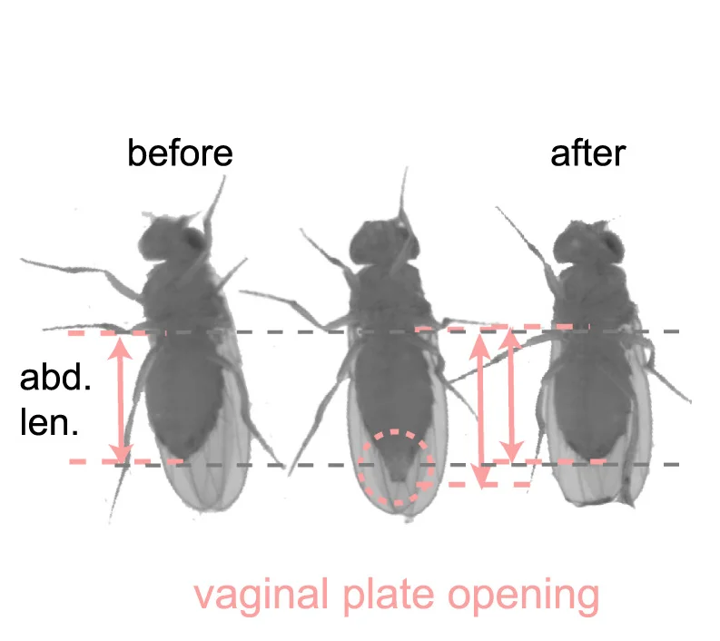 Open access visualization of Photo, Female, Vaginal Plate, Wing Extension, MF Pair