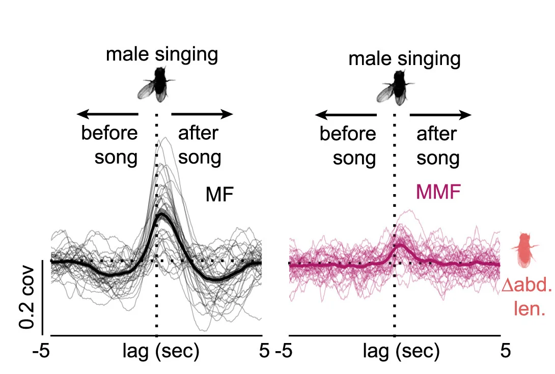 Open access visualization of Line Plot, Wing Extension, Abdomen Lengthening, MF, MMF