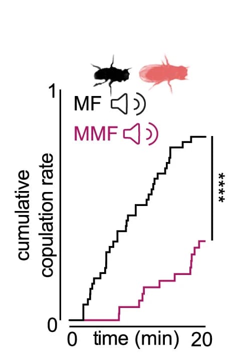 Open access visualization of Line Step, Survival Curve, Copulation, Wingless Male, Acoustic Recording