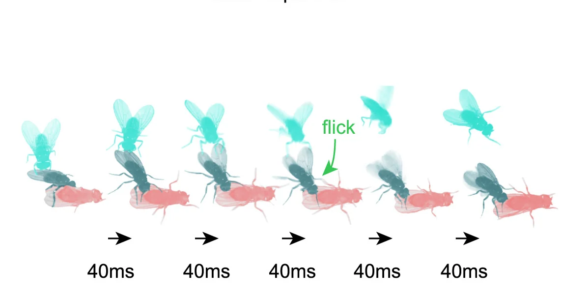 Open access visualization of Workflow, Illustration, Behavioral Sequence, Male, Rival