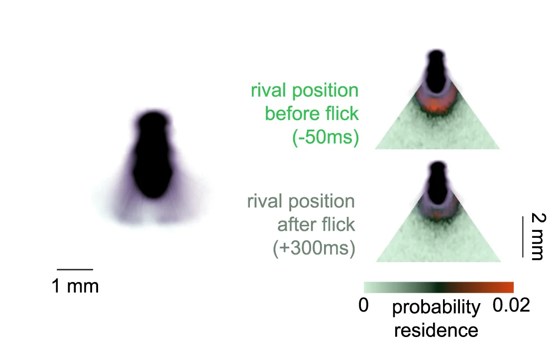 Open access visualization of Microscopy, Video Frames, Male, Wing Flicks, MMF Assay