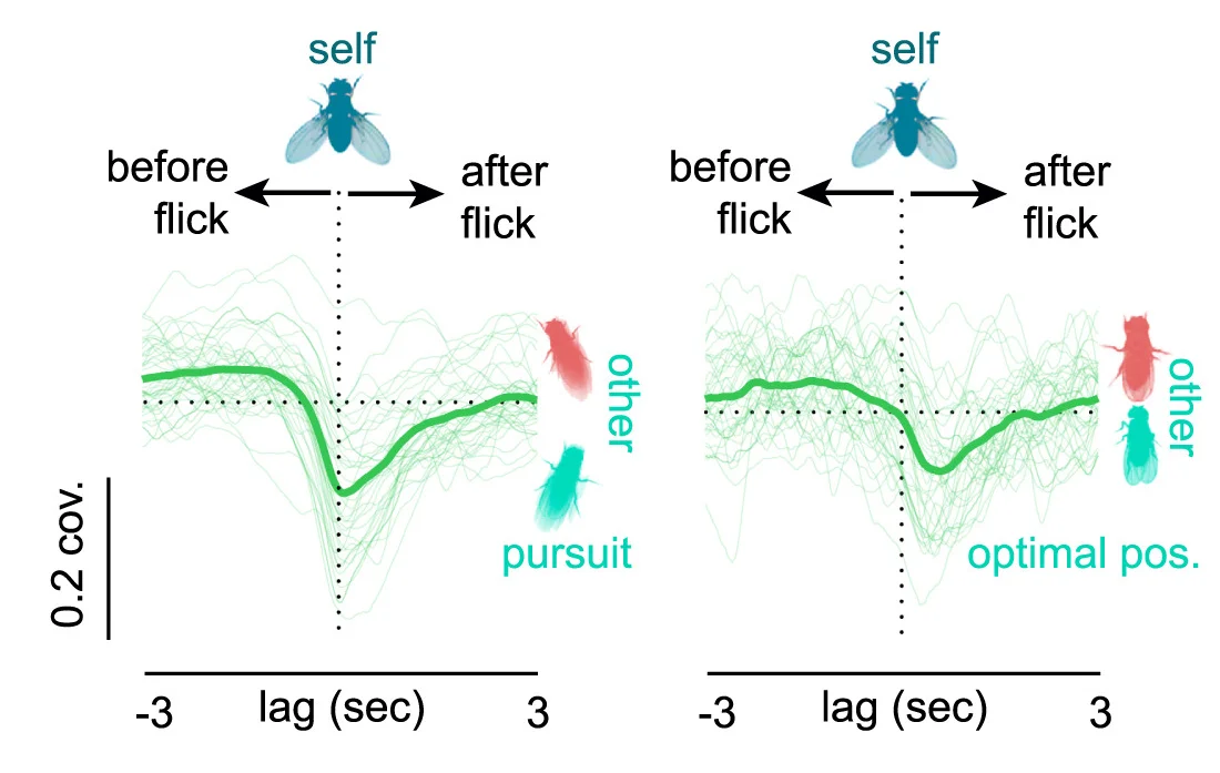 Open access visualization of Line Plot, Density Plot, Cross-covariance, Male, Wing Flicks