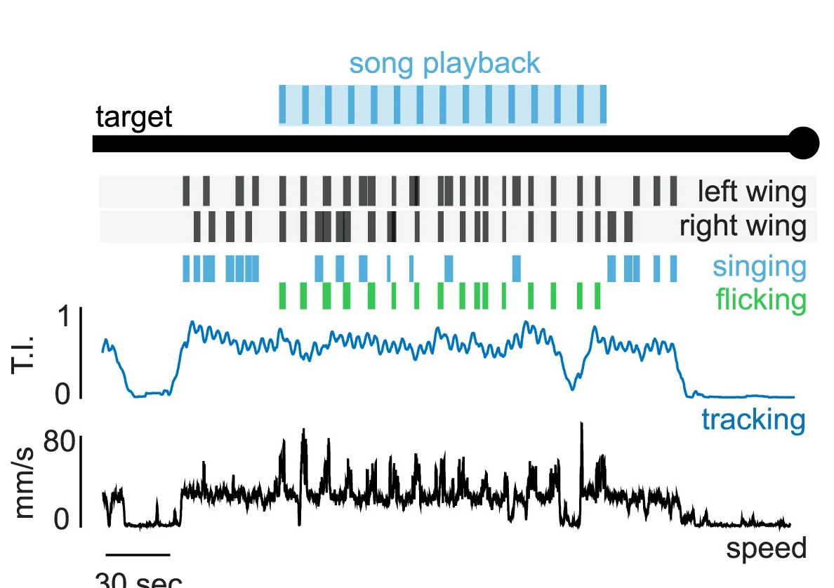 Open access visualization of Line Plot, Bar Plot, Male Behavior, Courtship Song, Wing Extensions