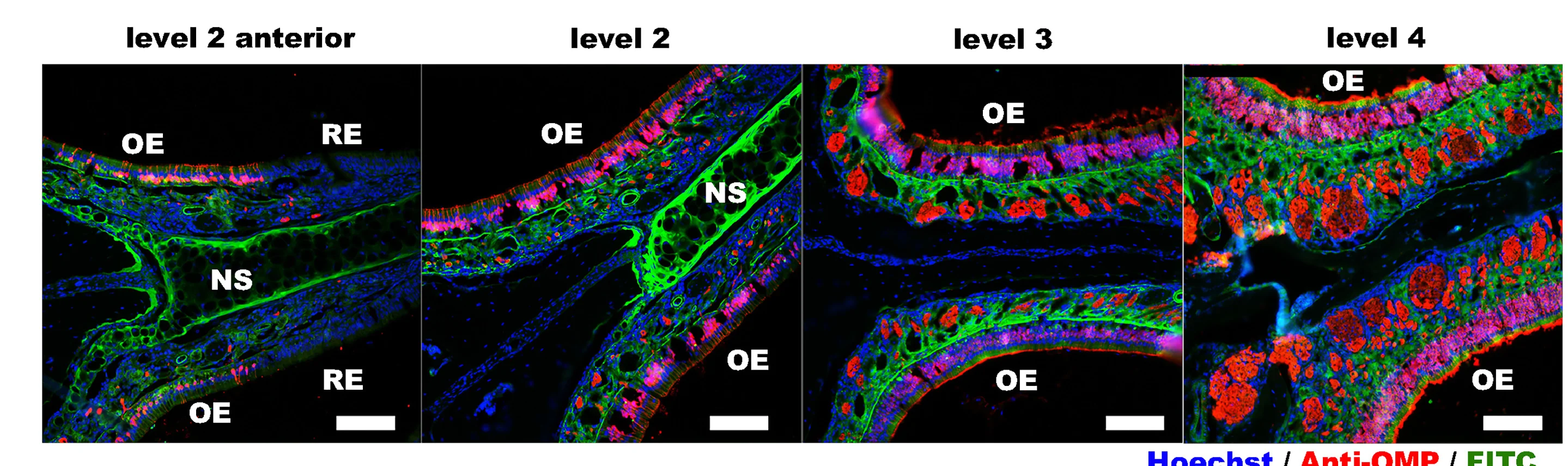 Open access visualization of Microscopy, Immunofluorescence, FITC, Lamina Propria, Nasal Septum