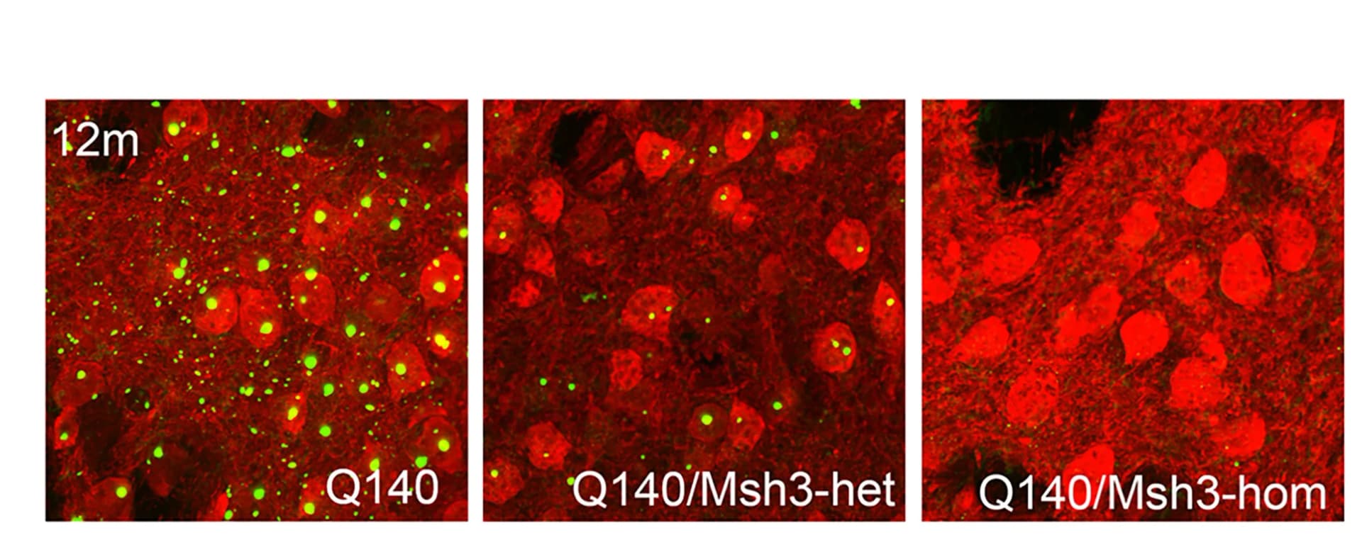 Open access visualization of Microscopy, Datasets, Striata, Q140/Msh3-KO Cohort