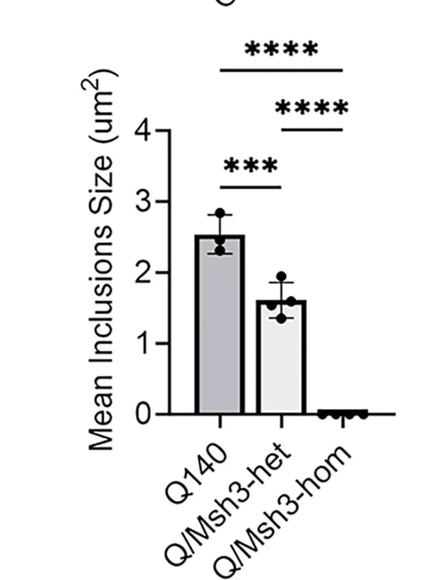 Open access visualization of Bar Plot, Error Bars, Datasets, Striata, Q140/Msh3-KO Cohort