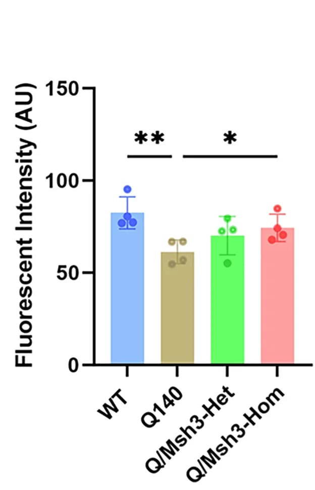 Open access visualization of Bar Plot, Error Bars, Actn2 Intensity, Striata, Q140/Msh3-KO