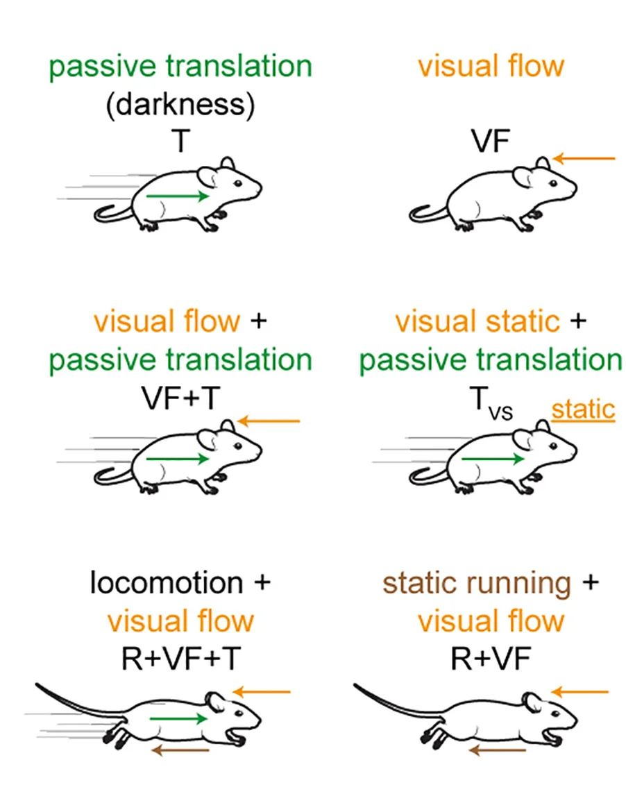 Open access visualization of Illustration, Experimental Conditions, Passive Translation, Visual Flow, Virtual Corridor