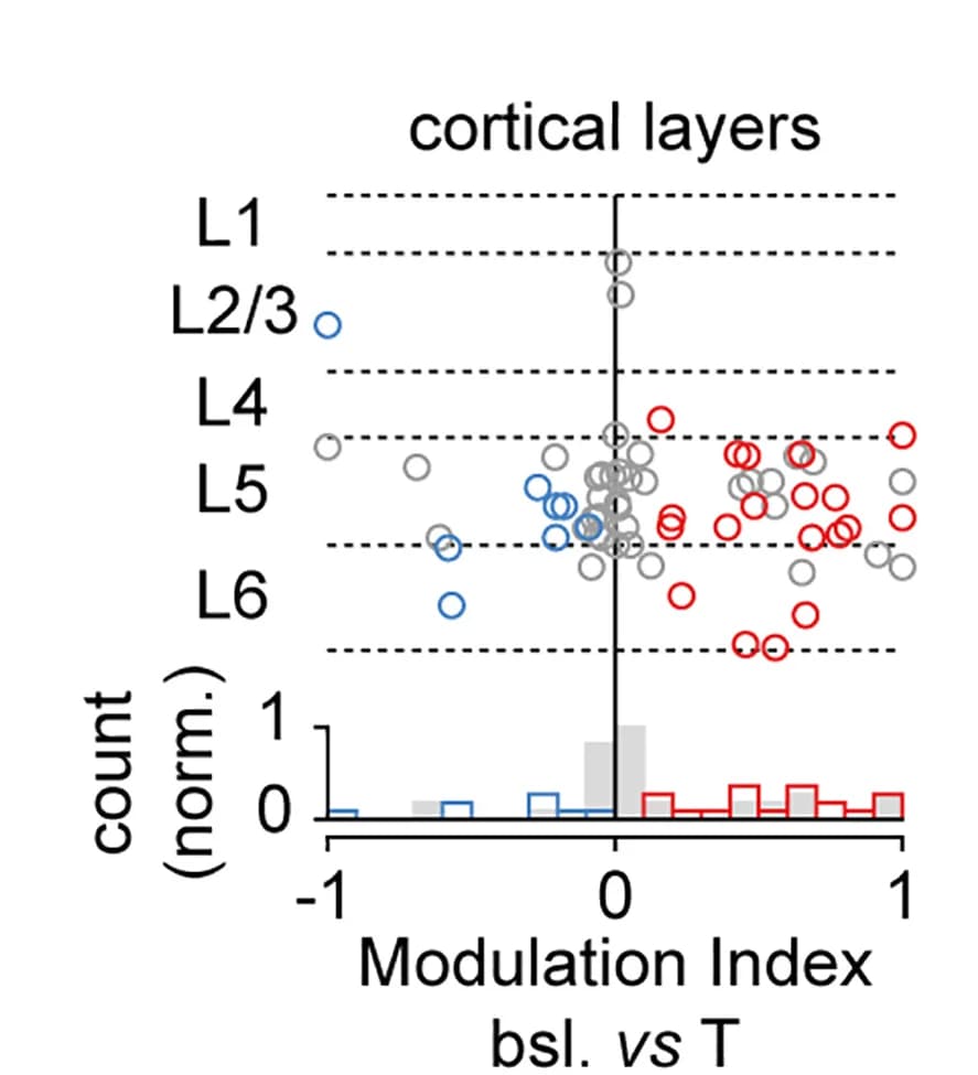 Open access visualization of Scatter Plot, Bar Plot, Modulation Index, Firing Rates, Baseline