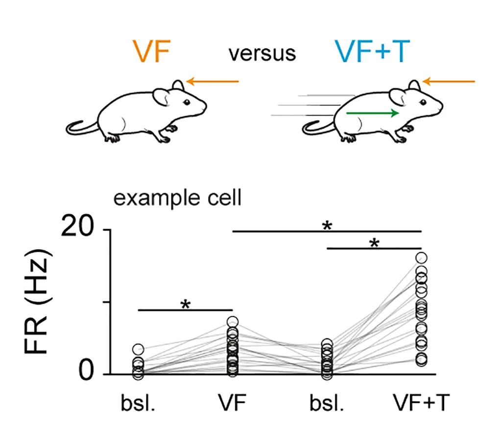 Open access visualization of Scatter Plot, Firing Rate, Visual Flow, Passive Translation, Baseline