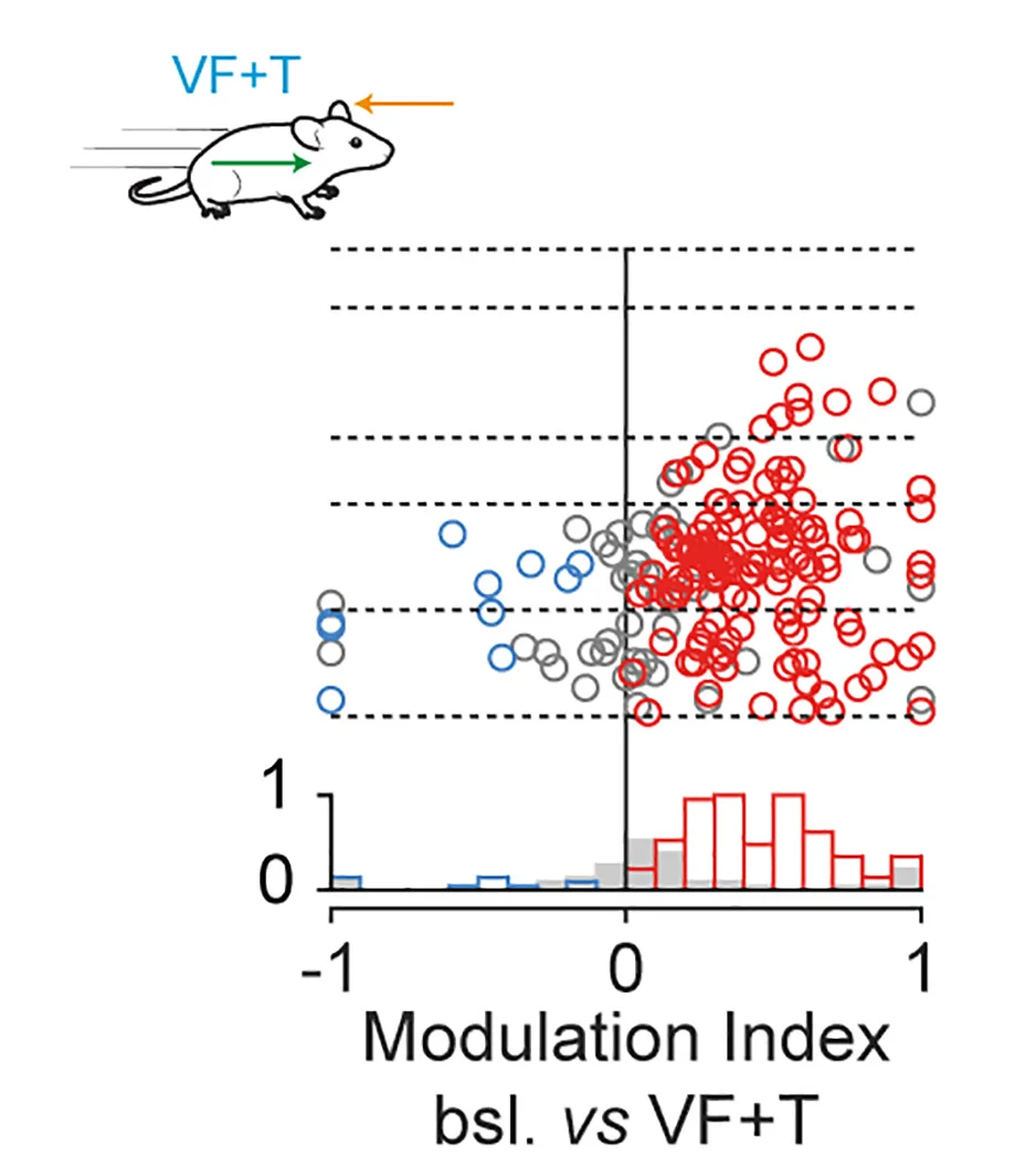 Open access visualization of Scatter Plot, Bar Plot, Modulation Index, Firing Rate, Baseline