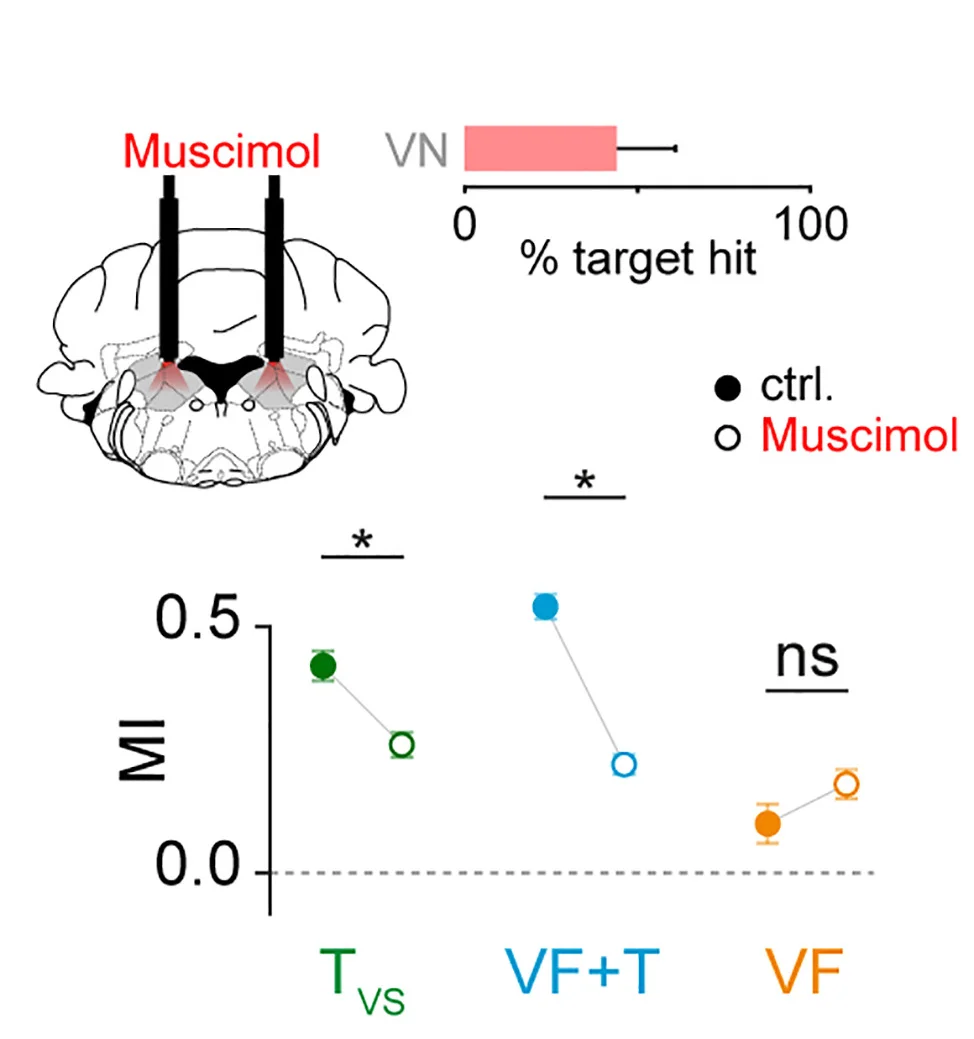 Open access visualization of Line Plot, Error Bars, Bar Plot, Mouse Brain, Coronal Section