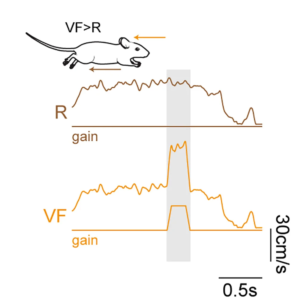 Open access visualization of Line Plot, Illustration, Running, Visual Flow, Speed Profiles