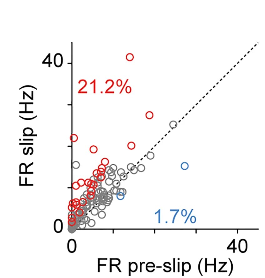 Open access visualization of Scatter Plot, Regression Plot, Scatterplot, Firing Rates, Cells