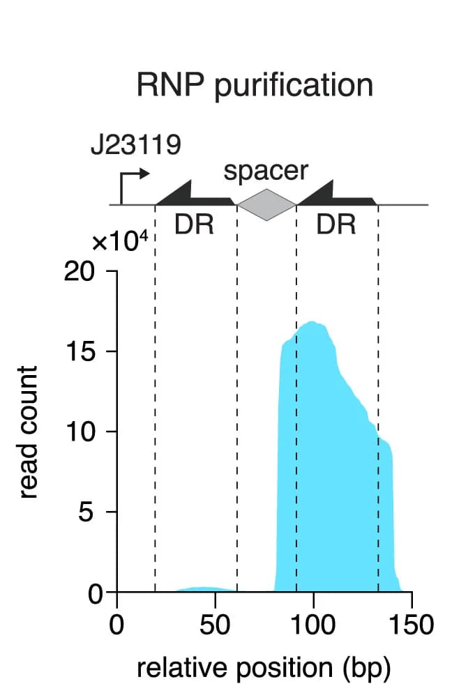 Open access visualization of Density Plot, RNA Sequencing, RNP Pull-down