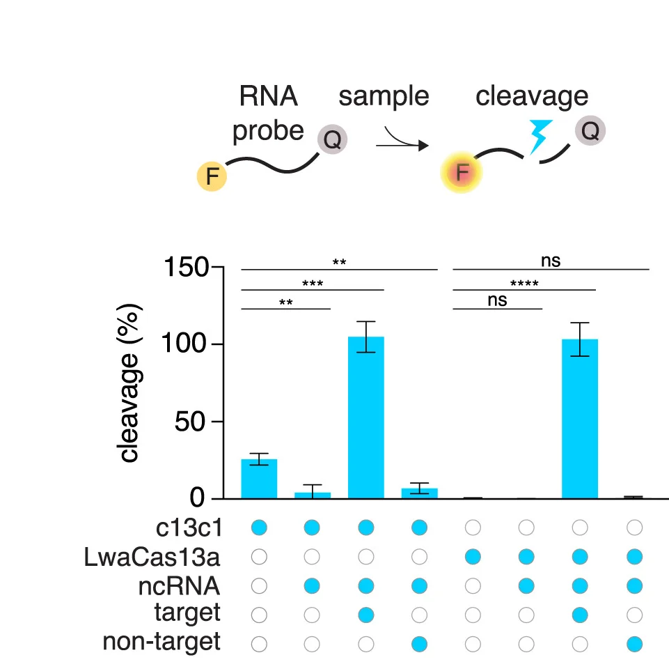Open access visualization of Bar Plot, Error Bars, RNaseAlert Reporting System, Collateral Activity Assay, crRNA