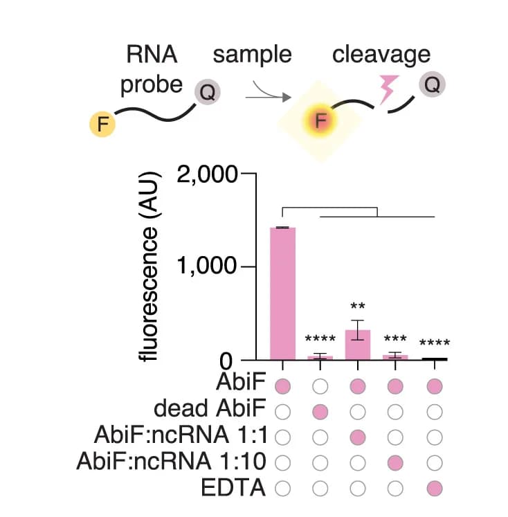 Open access visualization of Bar Plot, Error Bars, RNase Activity Assay, Schematic, Activity Assay