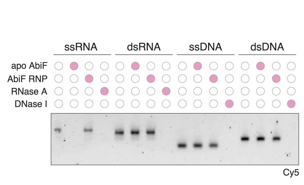 Open access visualization of Gel, Photo, Substrate Specificity Assay, Apo Protein, RNP