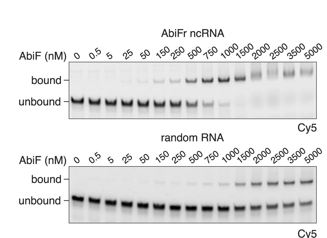 Open access visualization of Gel, EMSA, Catalytically Dead, Cy5 Labeled, ncRNA
