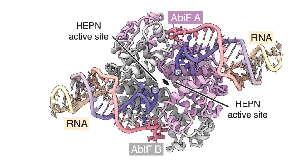 Open access visualization of Protein Structure, Chemical Structure, Cryo-EM reconstruction, PbAbiF-ncRNA Complex