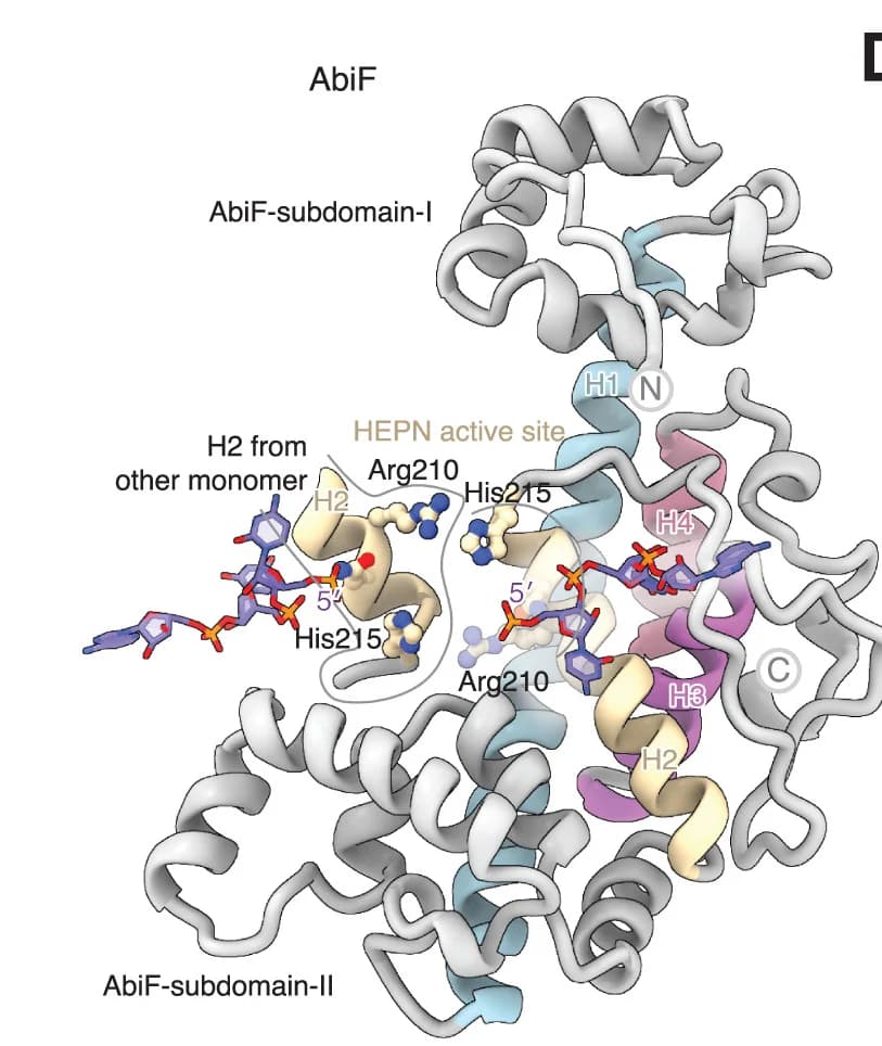 Open access visualization of Protein Structure, Chemical Structure, Protein Monomer, PbAbiF, HEPN Domain