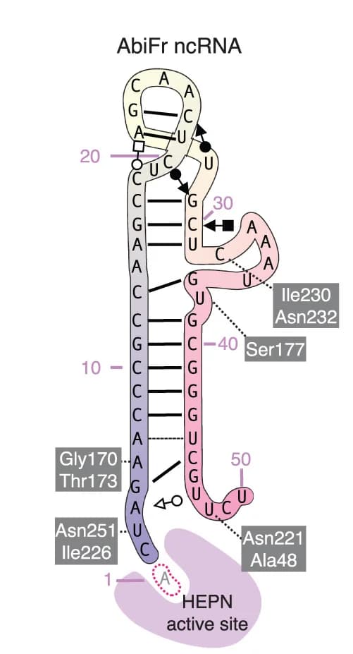 Open access visualization of Illustration, Chemical Structure, PbAbiFr ncRNA, Secondary Structure, Watson-Crick Base Pairs