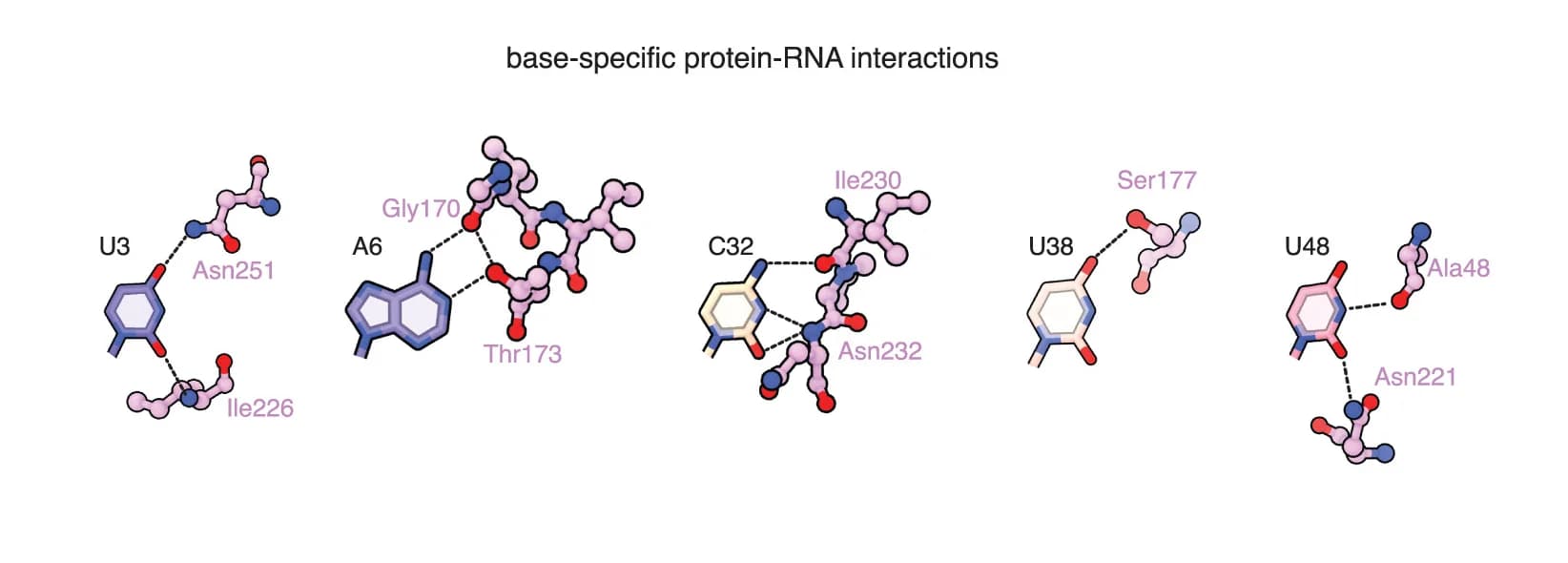 Open access visualization of Chemical Structure, Protein Structure, Base-Specific Interactions, PbAbiF Protein, ncRNA