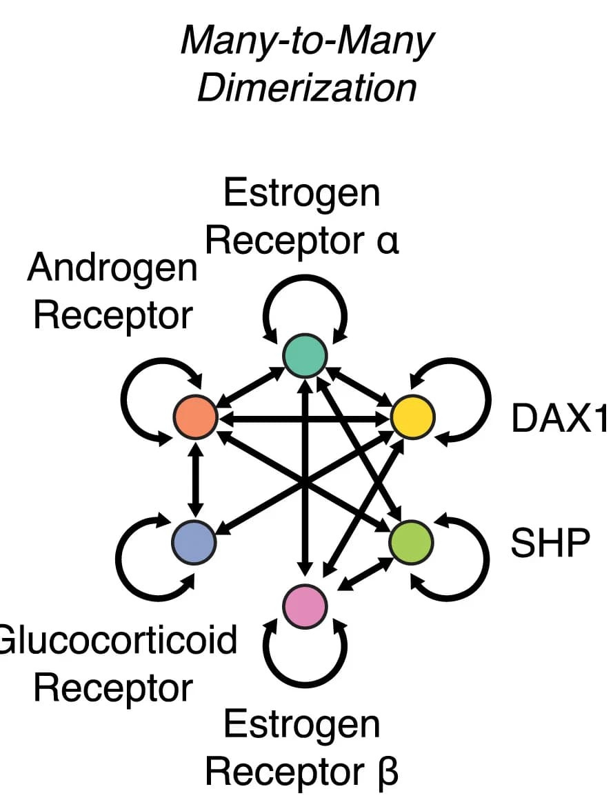 Open access visualization of Network, Pathway, Network Monomers, Dimerization, Nuclear Receptors