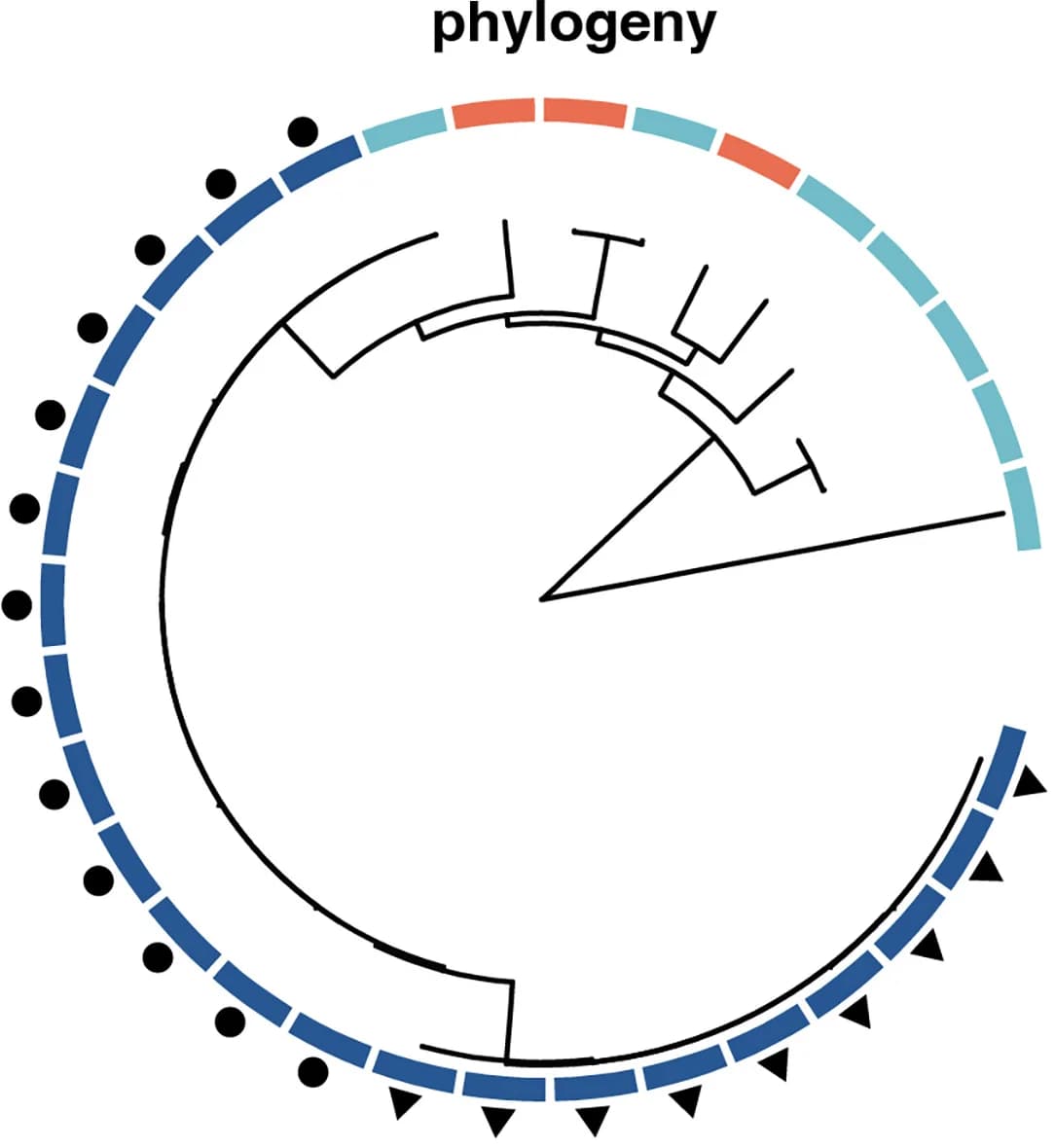 Open access visualization of Pathway, Network, Phylogenetic Tree, Pantoea Piersonii, ISS