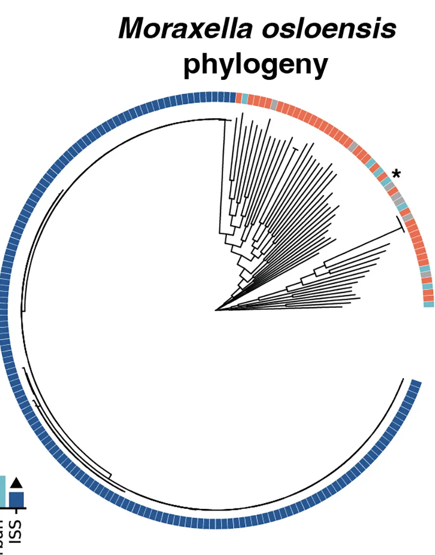 Open access visualization of Phylogenetic Tree, Bar Plot, Moraxella Osloensis, Genomes, ISS