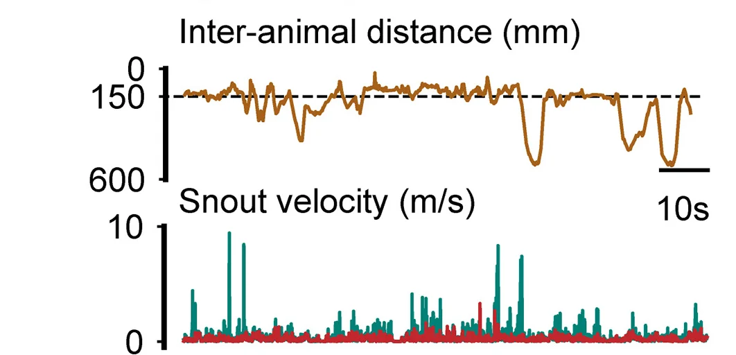 Open access visualization of Line Plot, Line Step, Video Sequence, Dyadic Interactions, Rat