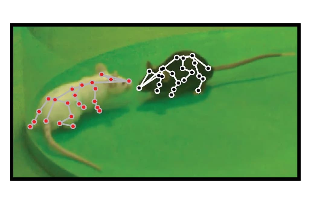 Open access visualization of Photo, s-DANNCE predictions, 3D Poses, Mouse Dyad