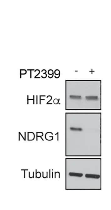 Open access visualization of Gel, Immunoblots, Cells