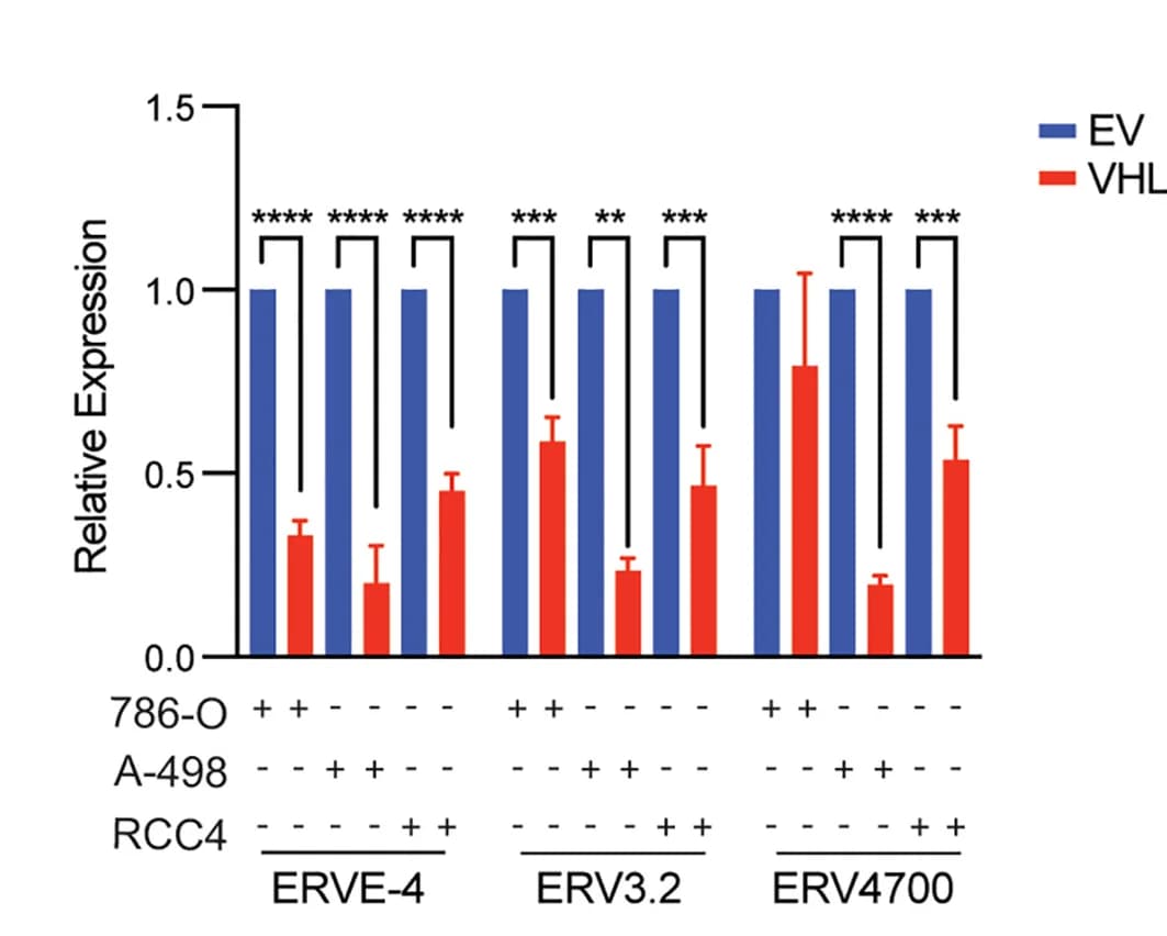 Open access visualization of Bar Plot, Error Bars, Clustered, ERV RNA Levels, ccRCC Cell Lines