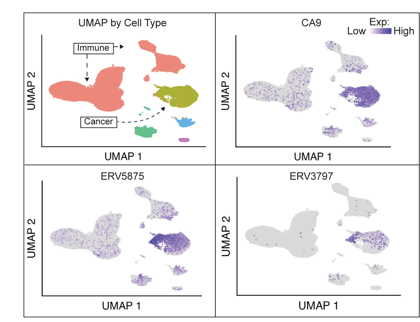 Open access visualization of UMAP, Scatter Plot, scRNA-seq Data, Cell Type, Feature Plots